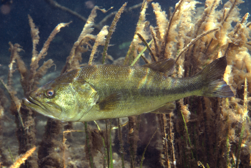 largemouth-bass-underwater