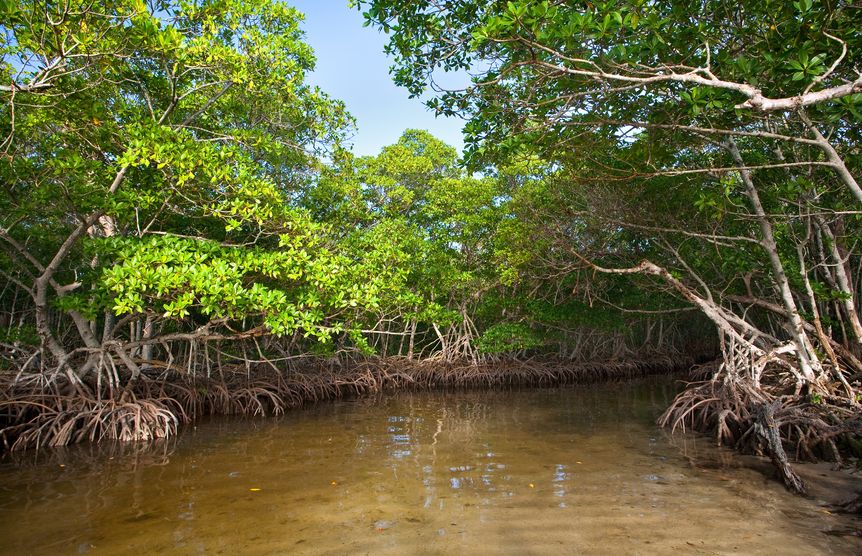 fishing mangroves