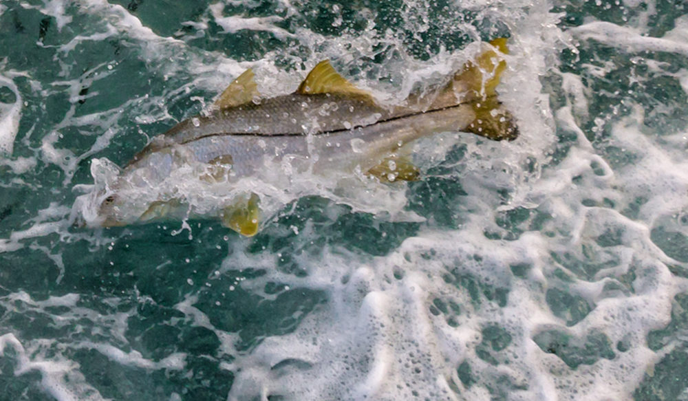 found fish