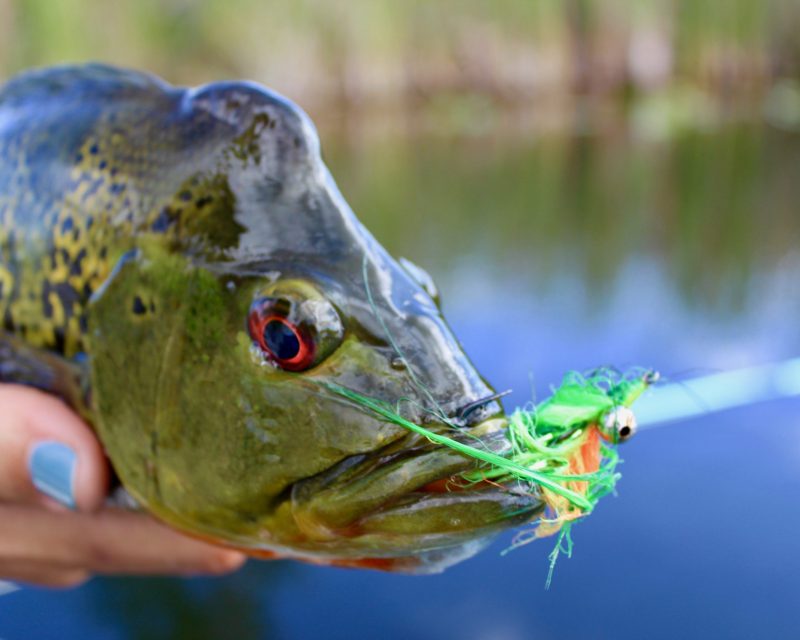 peacock bass