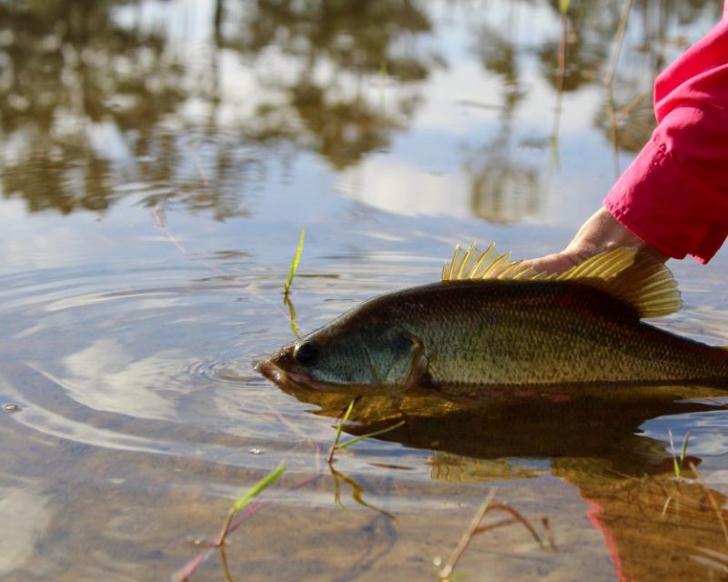 catch and release|catch-release-fishing|catch-release-snook|mercury-fish-release