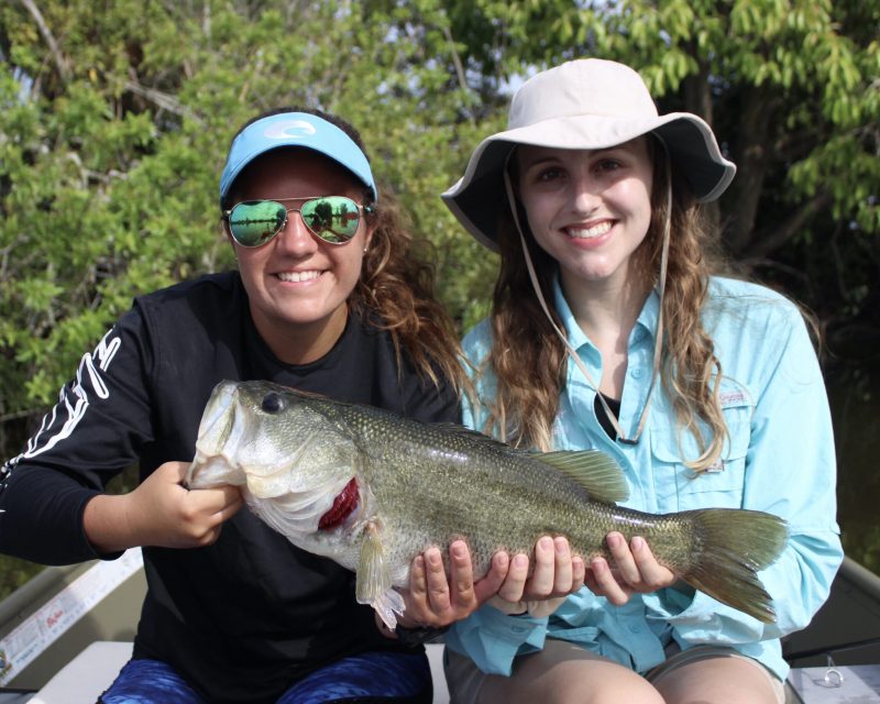 largemouth bass