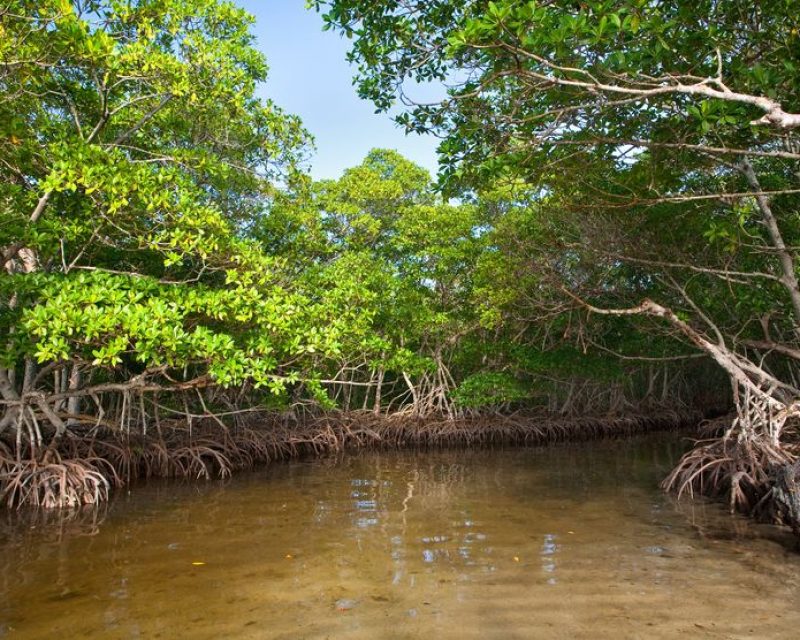 fishing mangroves|snook-fishing-mangroves